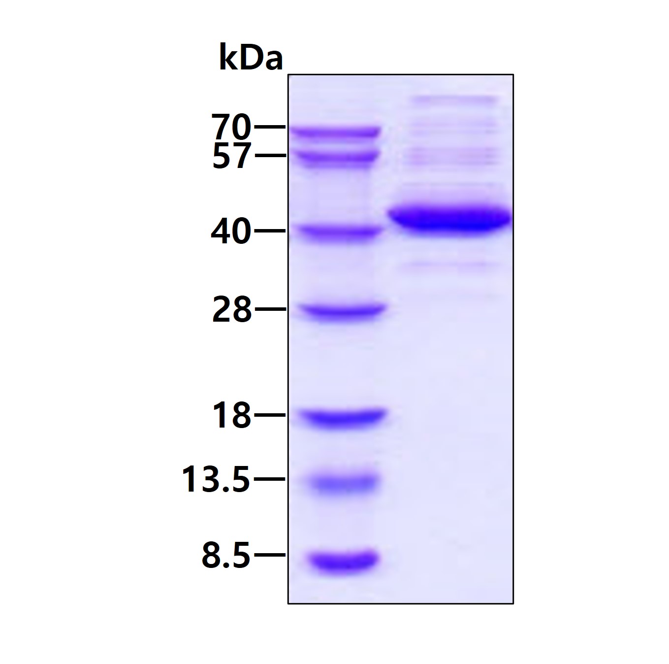 3 μg by SDS-PAGE under reducing condition and visualized by coomassie blue stain.